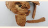 Lei Gong Teng / Common Threewingnut Root / Radix Tripterygii Wilfordii (100 grams)